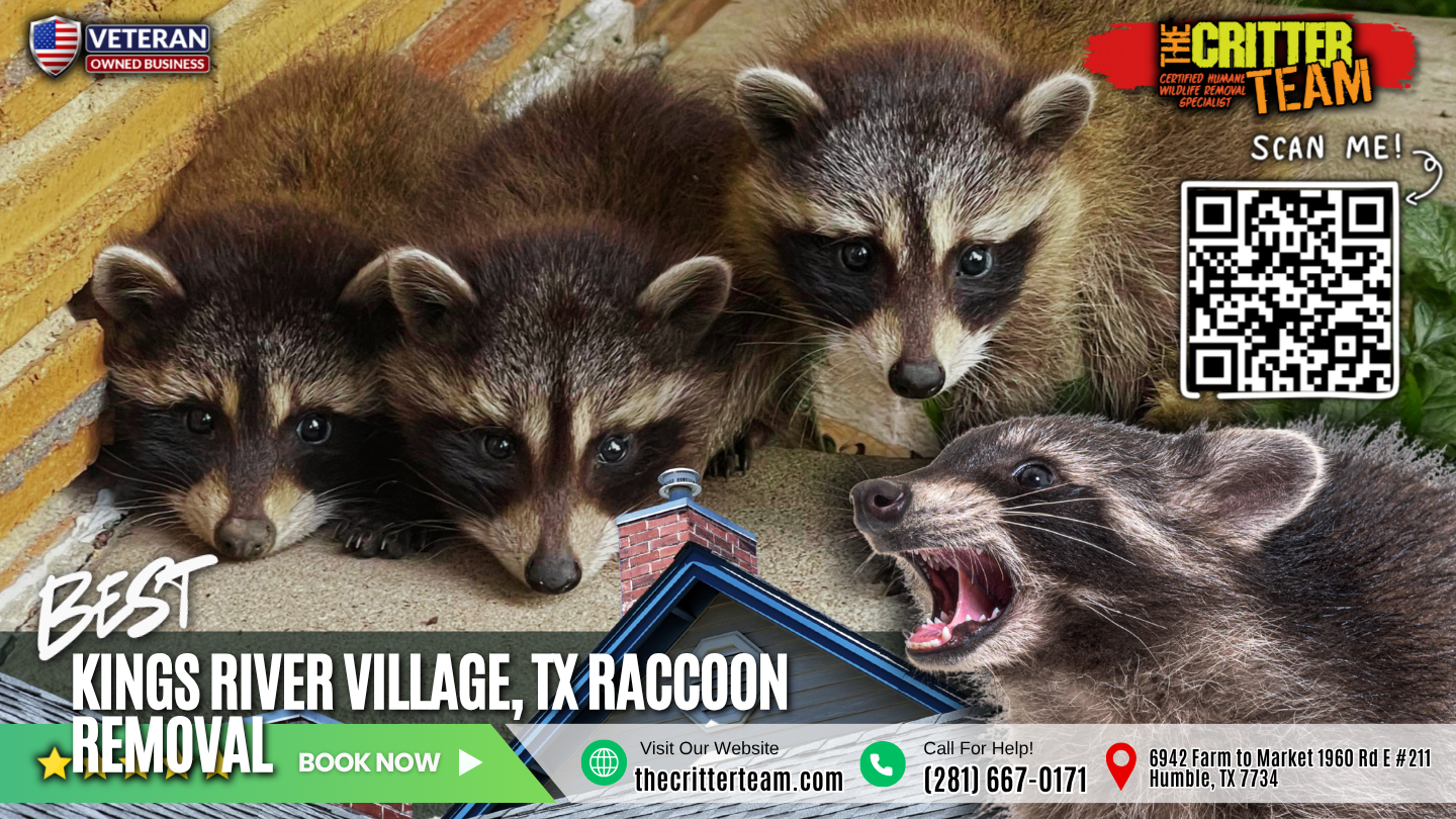 best raccoon removal in Kings River Village