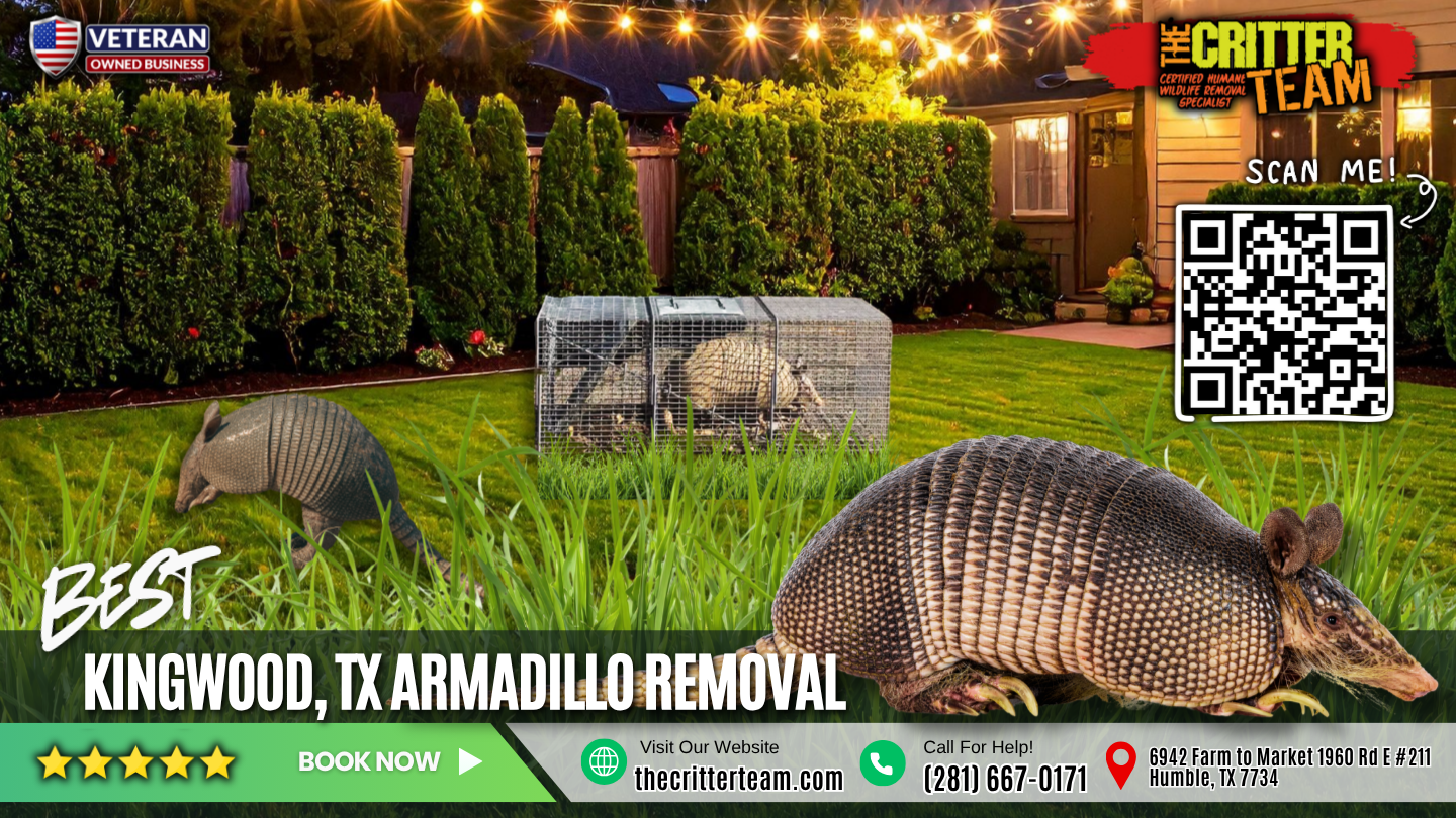 best armadillo removal in Kingwood