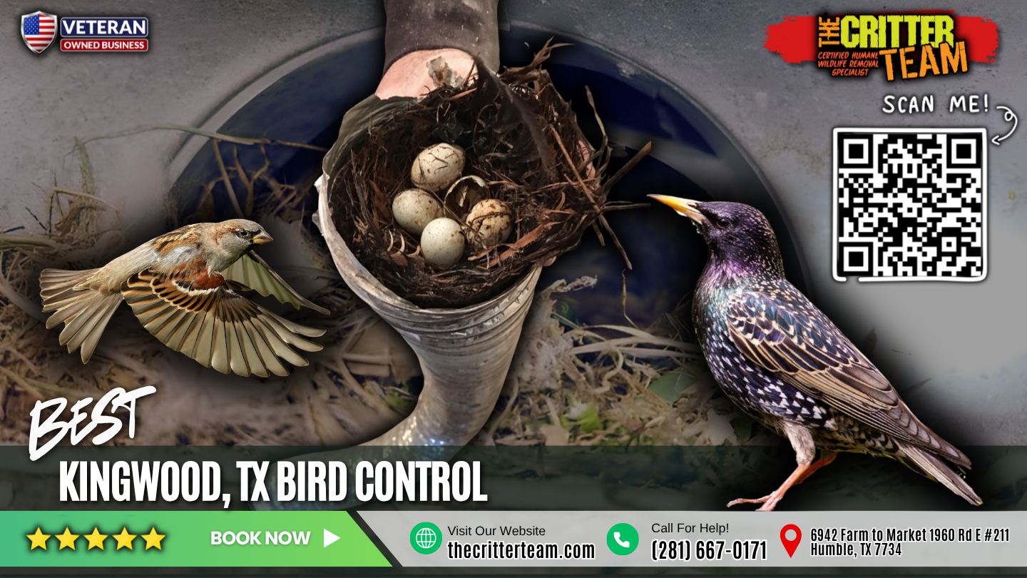 best bird control in Kingwood