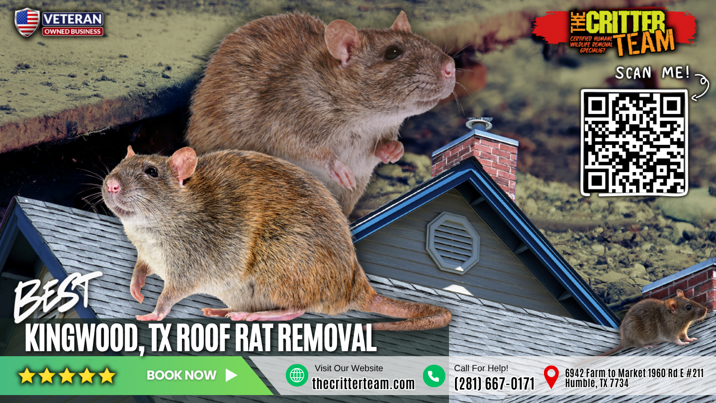 best roof rat removal in Kingwood