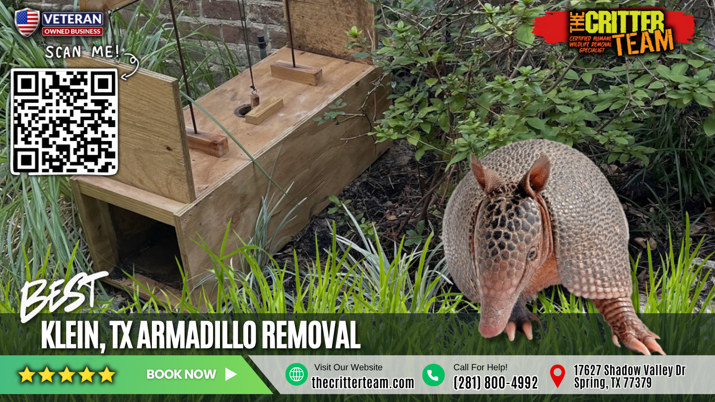 best armadillo removal in Klein