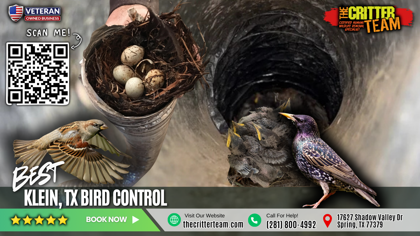 best bird control in Klein
