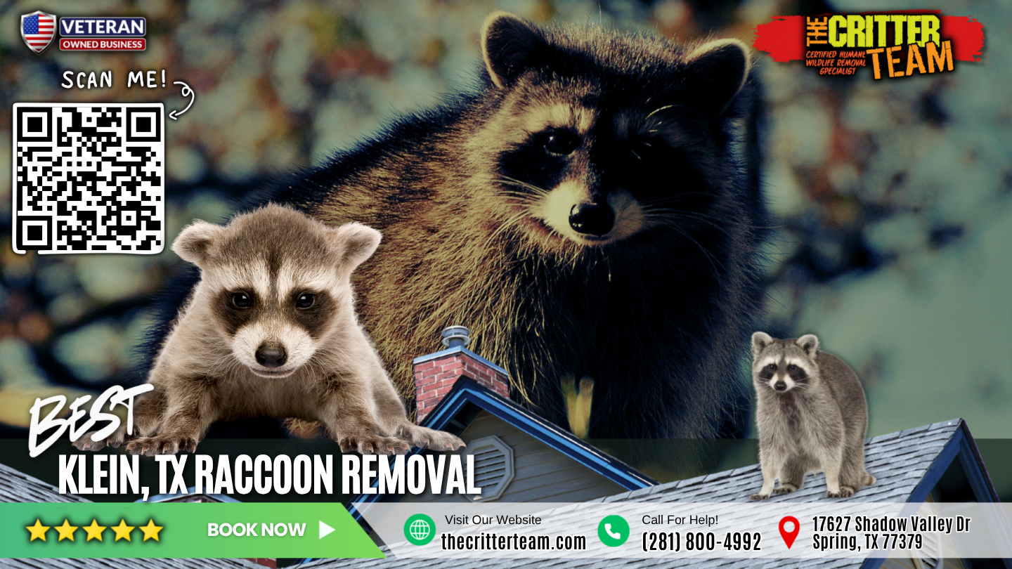 best raccoon removal in Klein