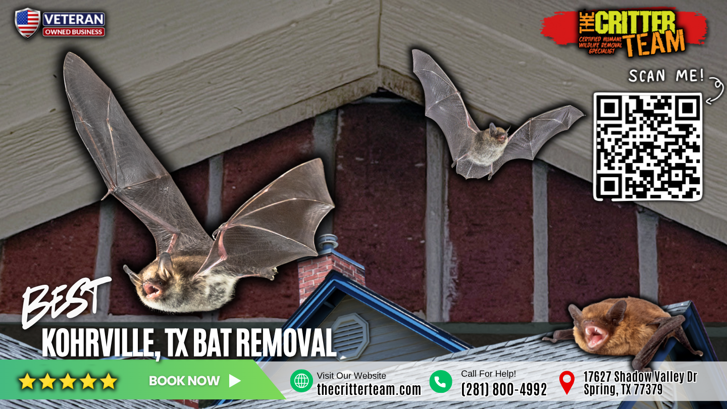 best bat removal in Kohrville