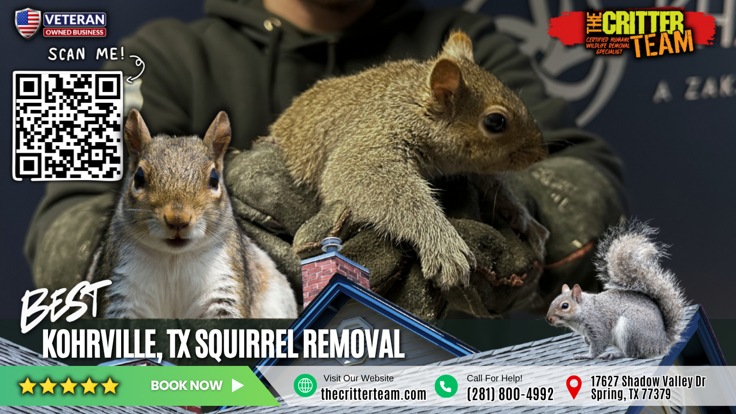 best squirrel removal in Kohrville