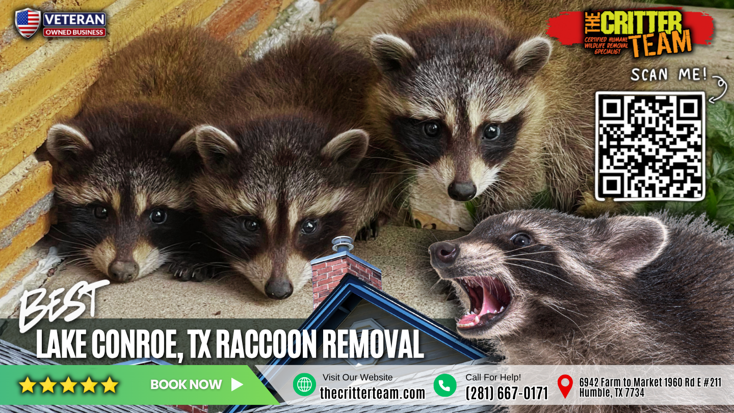 best raccoon removal in Lake Conroe