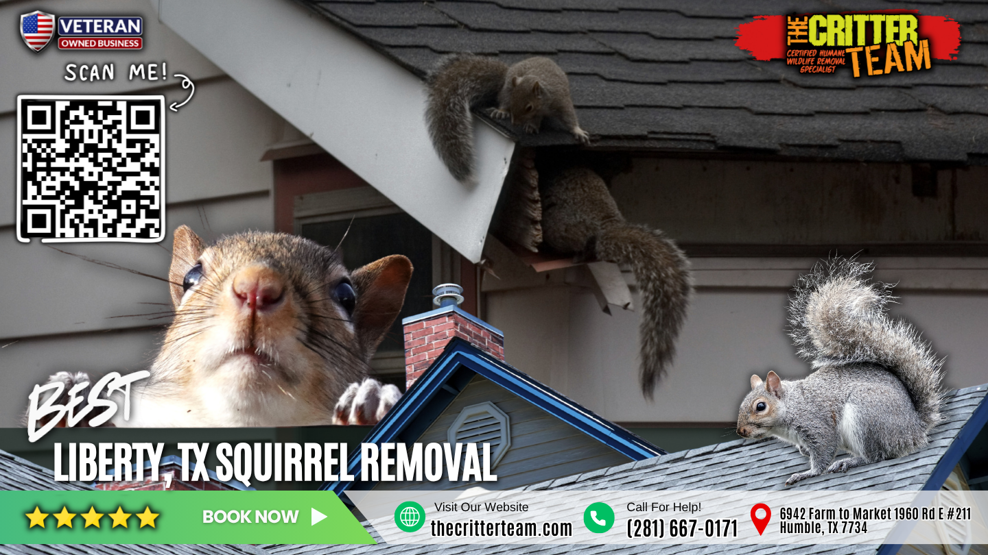 best squirrel removal in Liberty