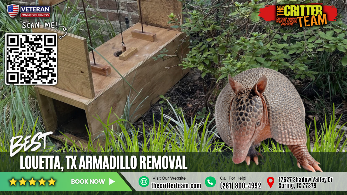 best armadillo removal in Louetta