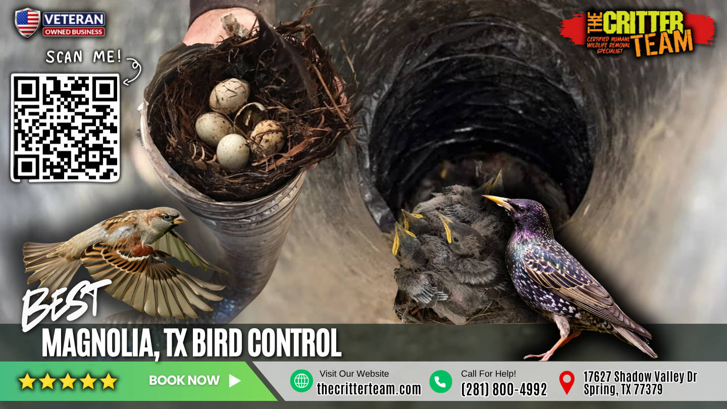 best bird control in Magnolia