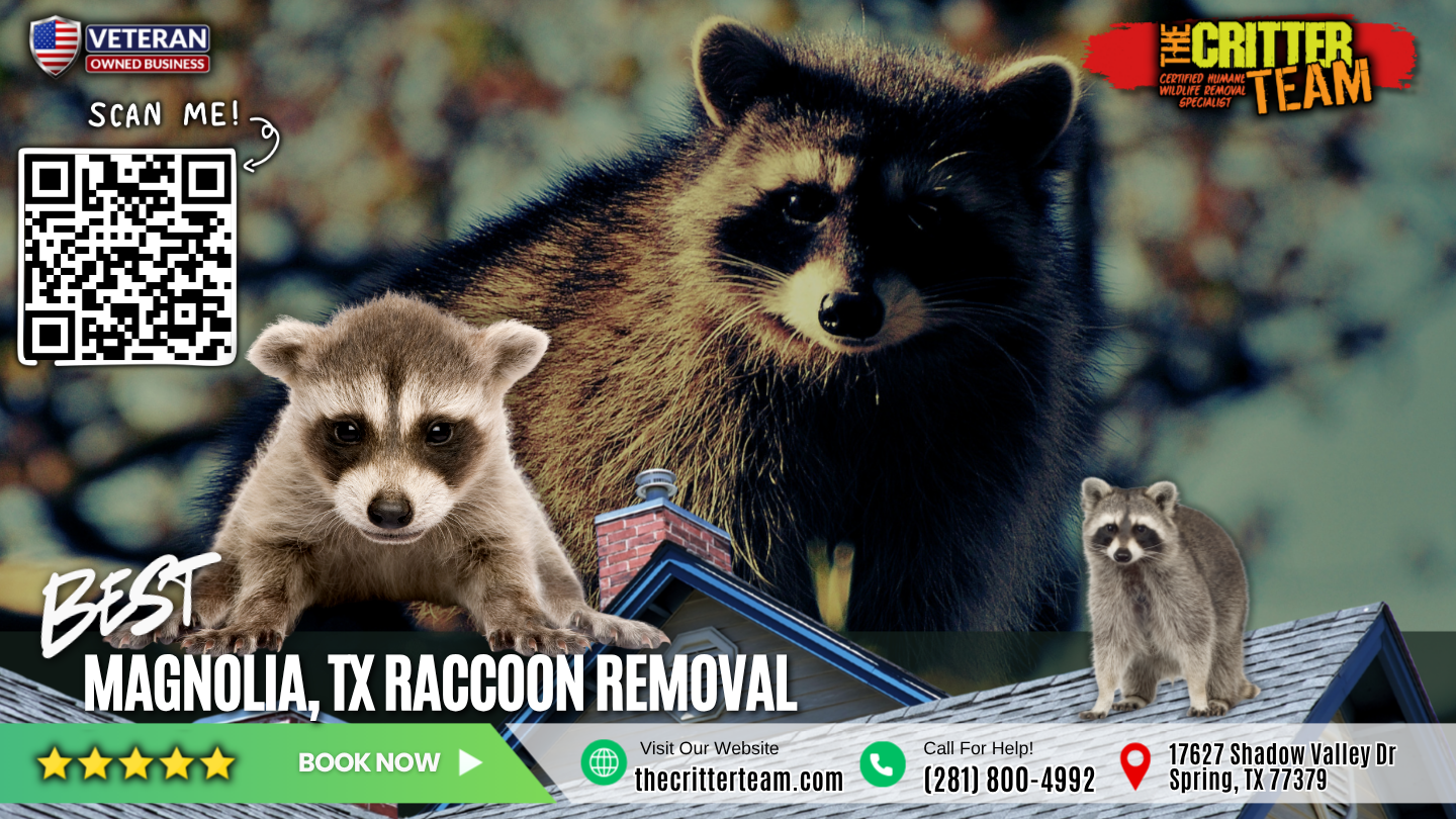 best raccoon removal in Magnolia