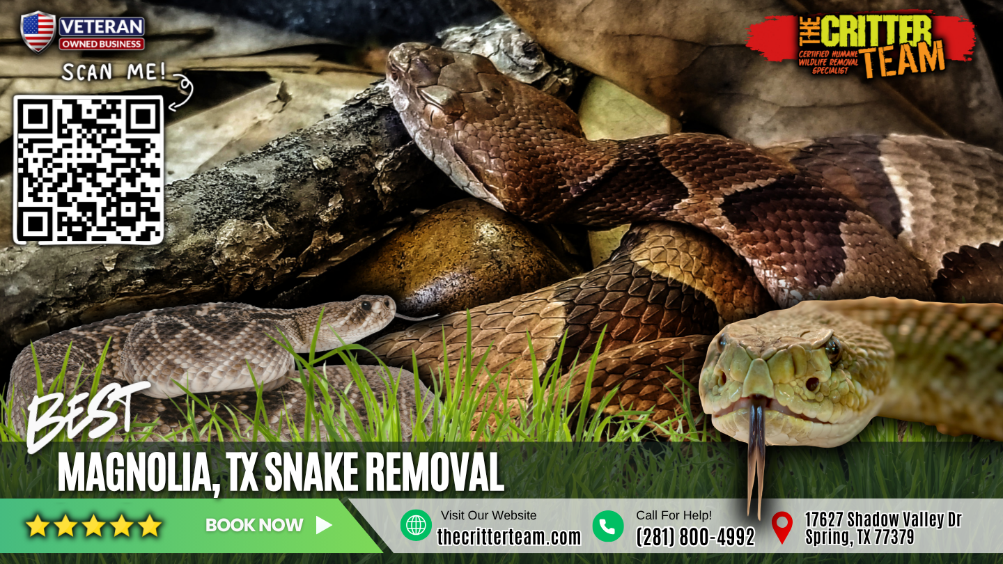 best snake removal in Magnolia