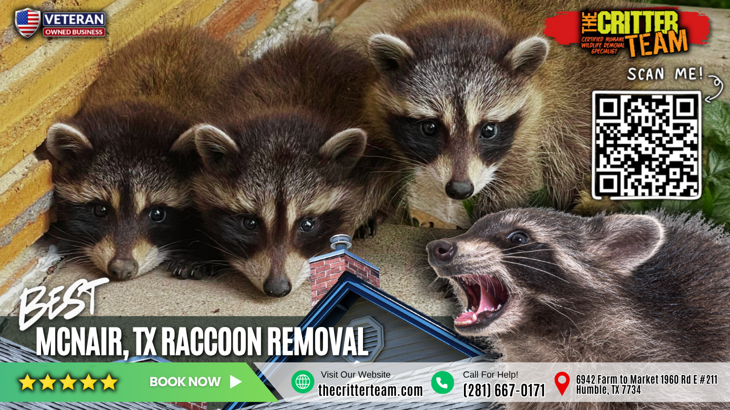 best raccoon removal in McNair