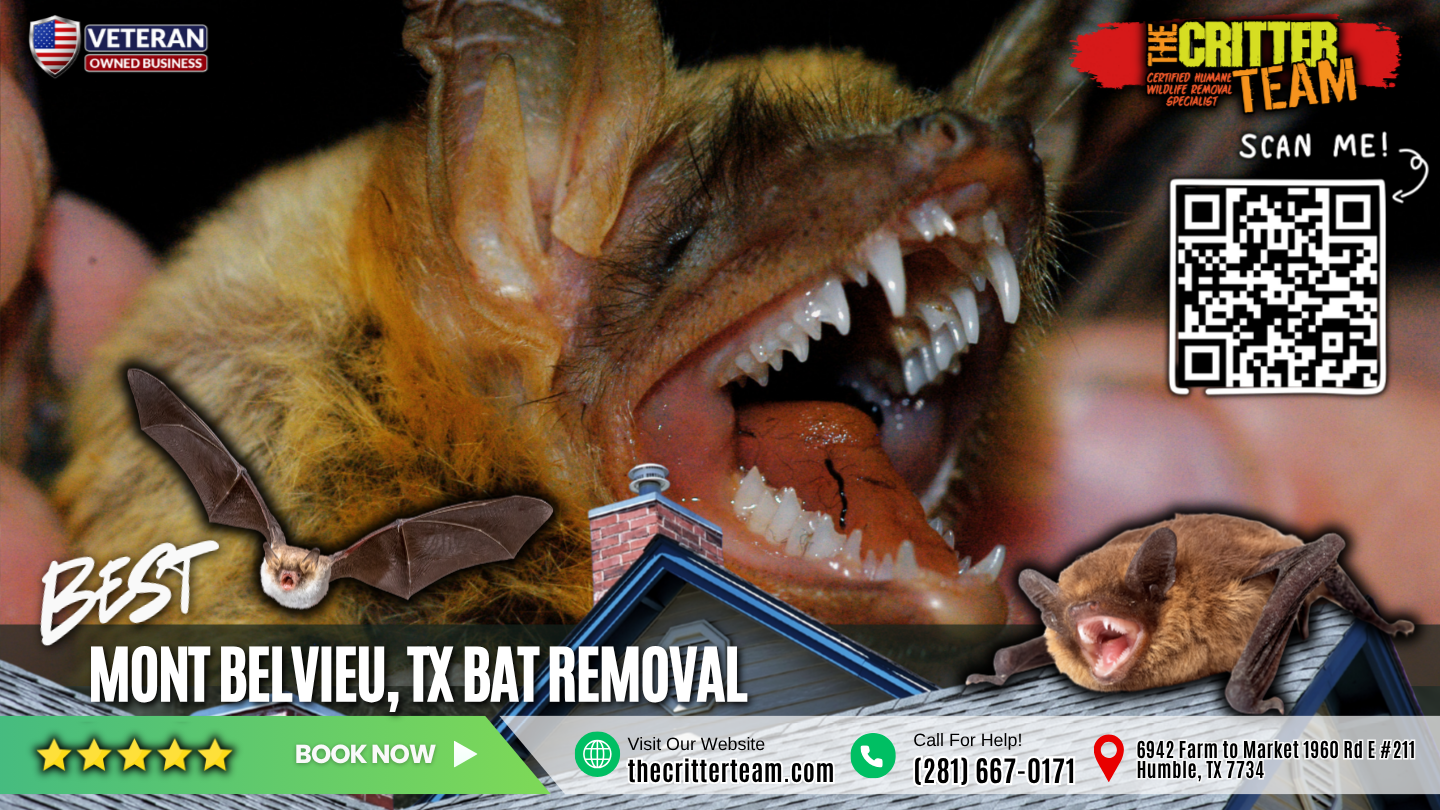 best bat removal in Mont Belvieu