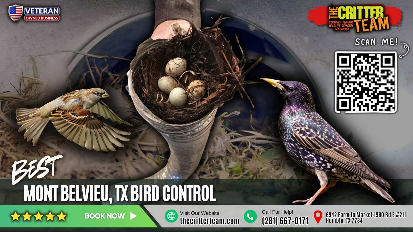 best bird control in Mont Belvieu