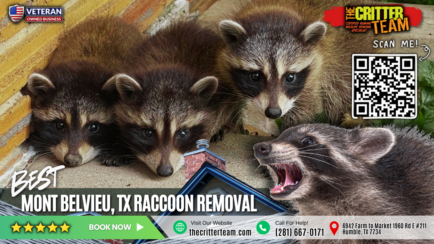 best raccoon removal in Mont Belvieu