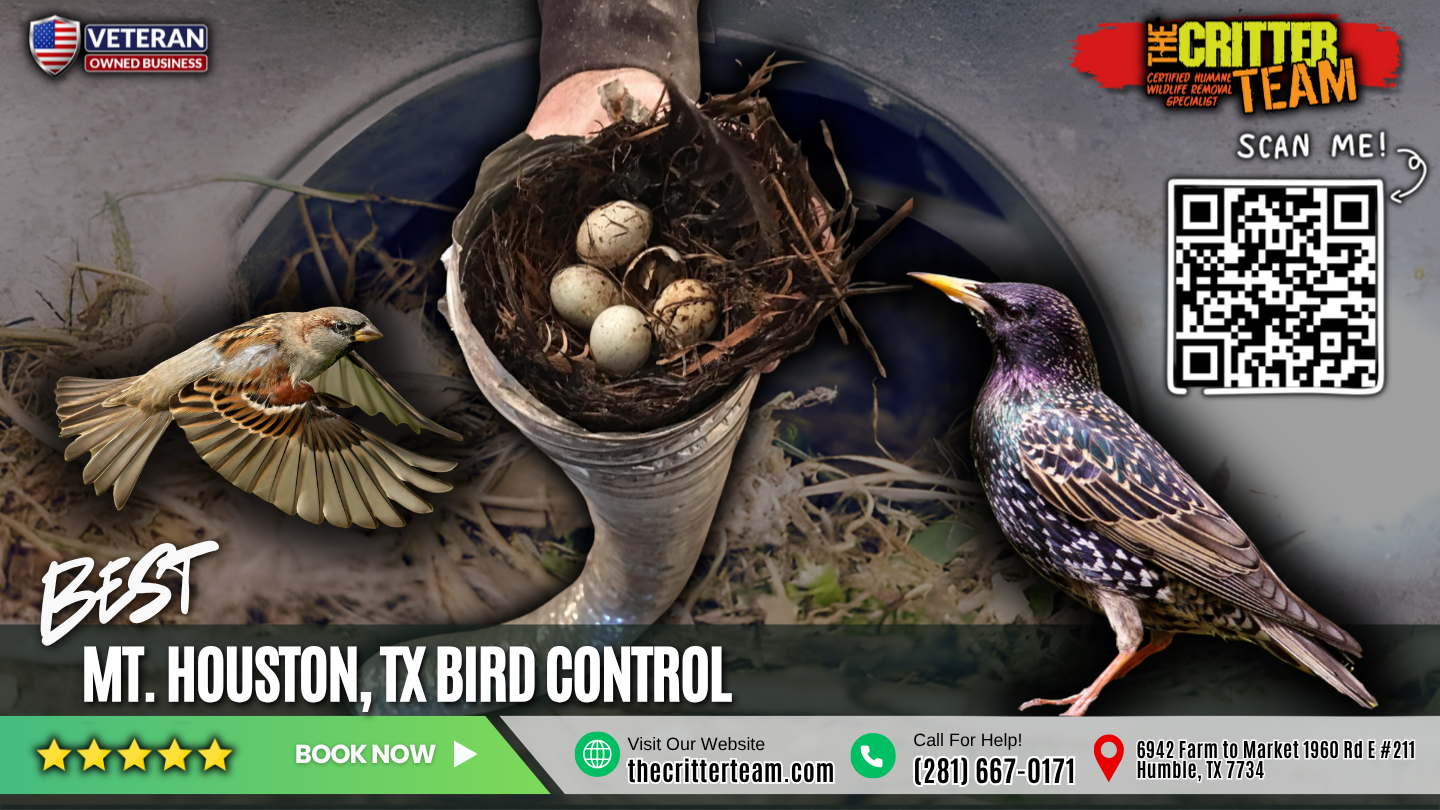 best bird control in Mt. Houston