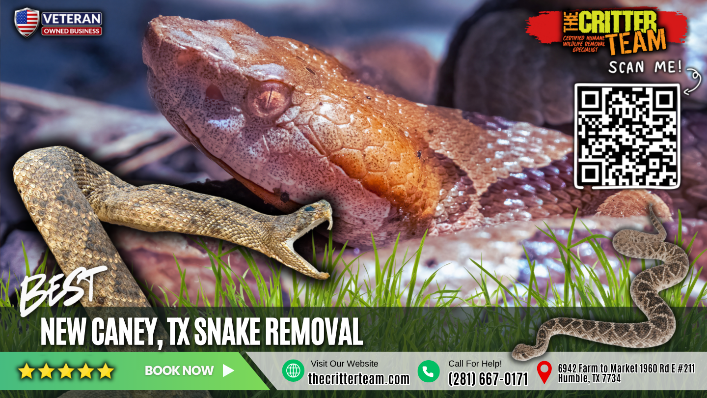 best snake removal in New Caney