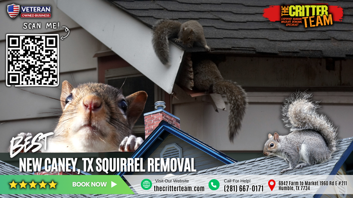 best squirrel removal in New Caney