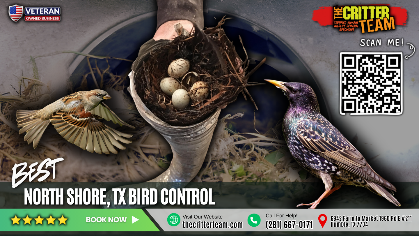 best bird control in North Shore