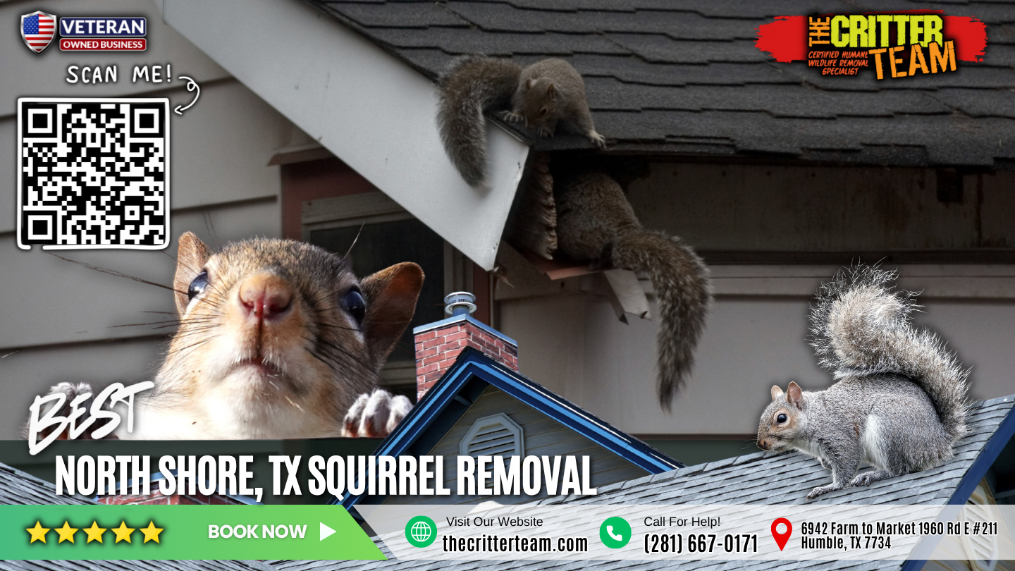 best squirrel removal in North Shore