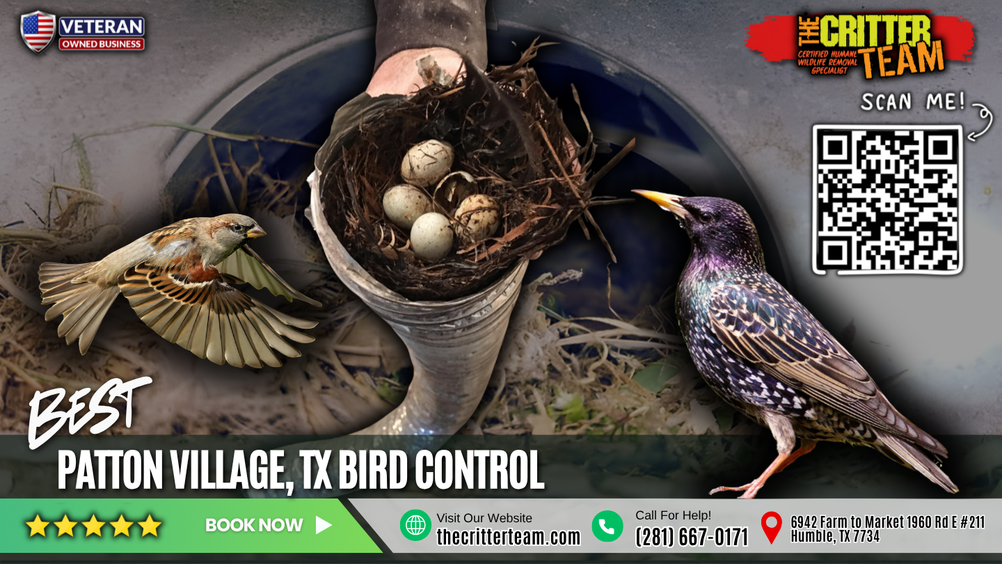 best bird control in Patton Village