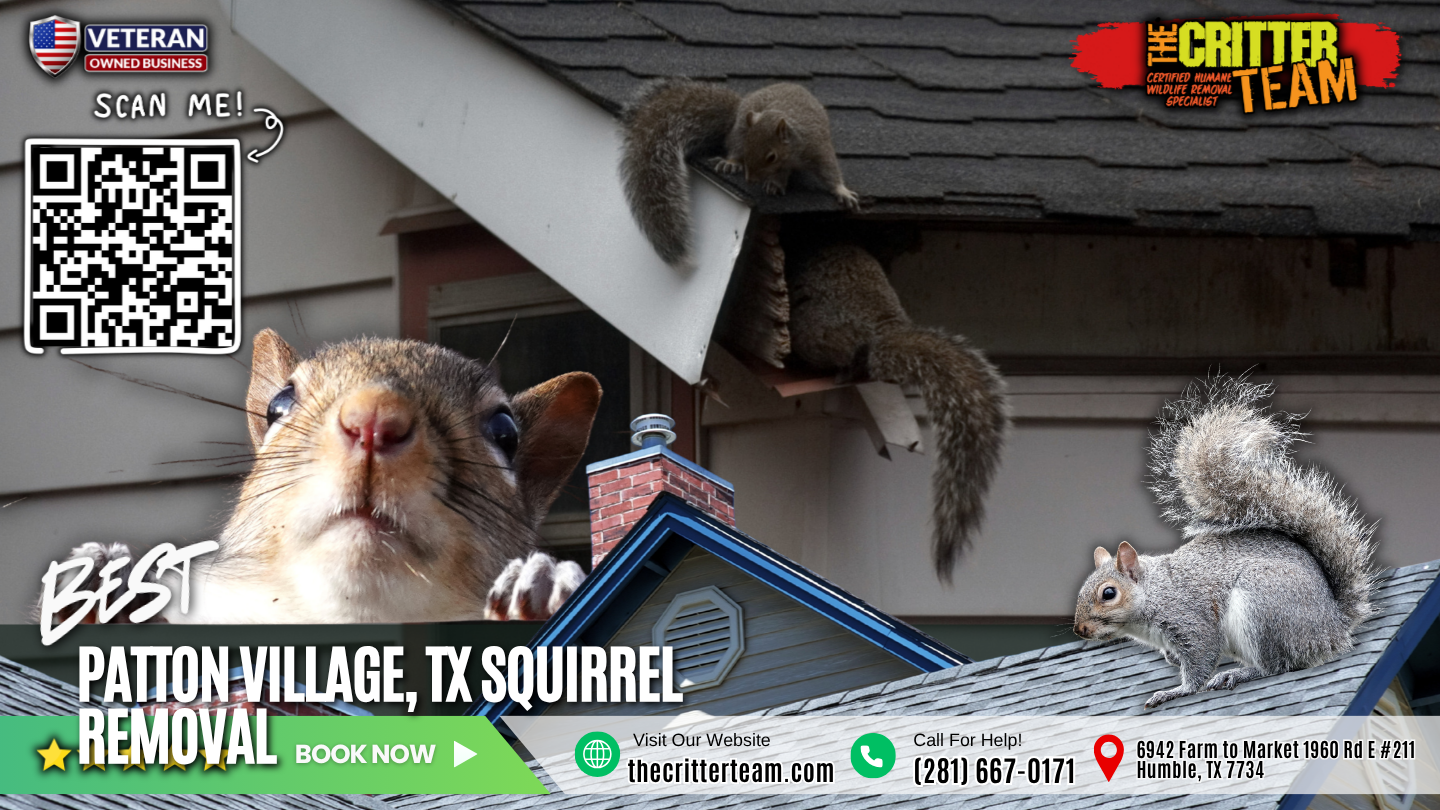 best squirrel removal in Patton Village