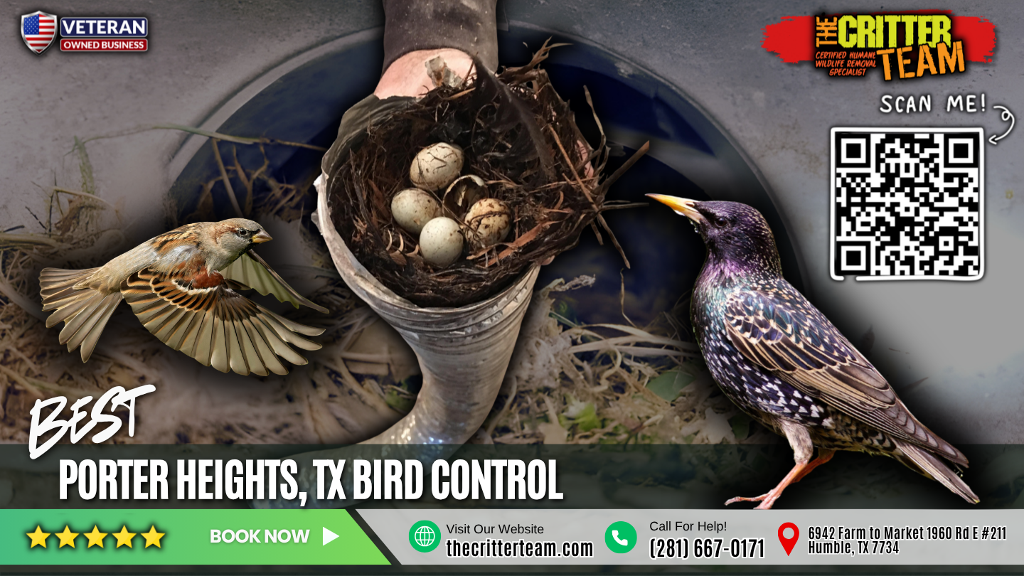 best bird control in Porter Heights