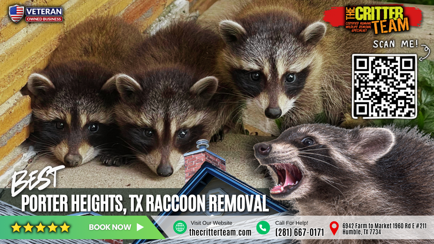 best raccoon removal in Porter Heights
