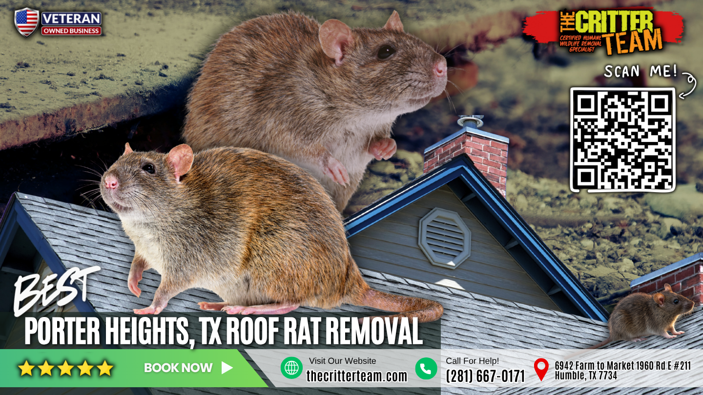 best roof rat removal in Porter Heights