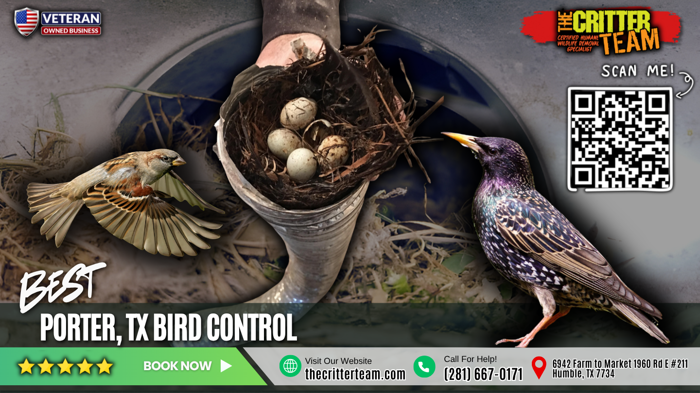 best bird control in Porter