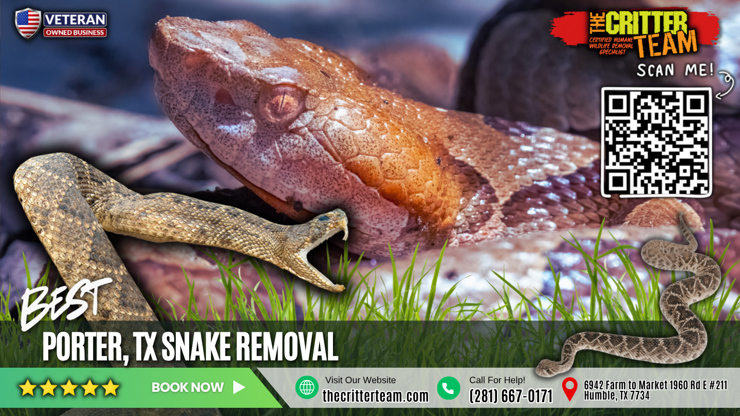 best snake removal in Porter
