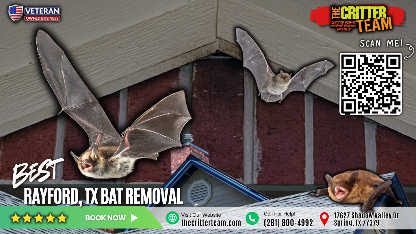 best bat removal in Rayford