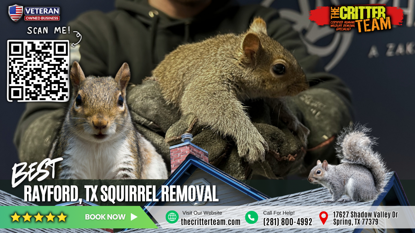 best squirrel removal in Rayford