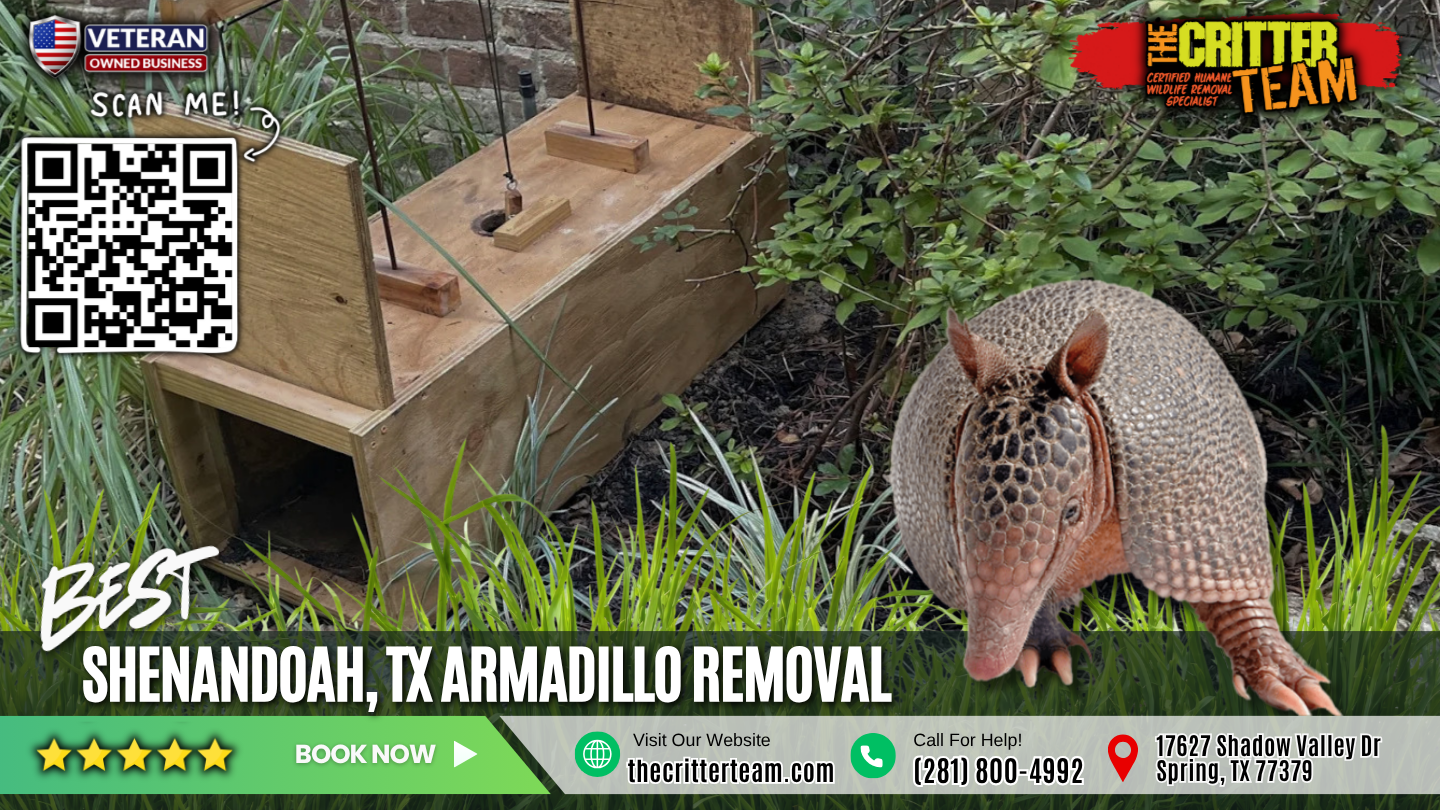 best armadillo removal in Shenandoah