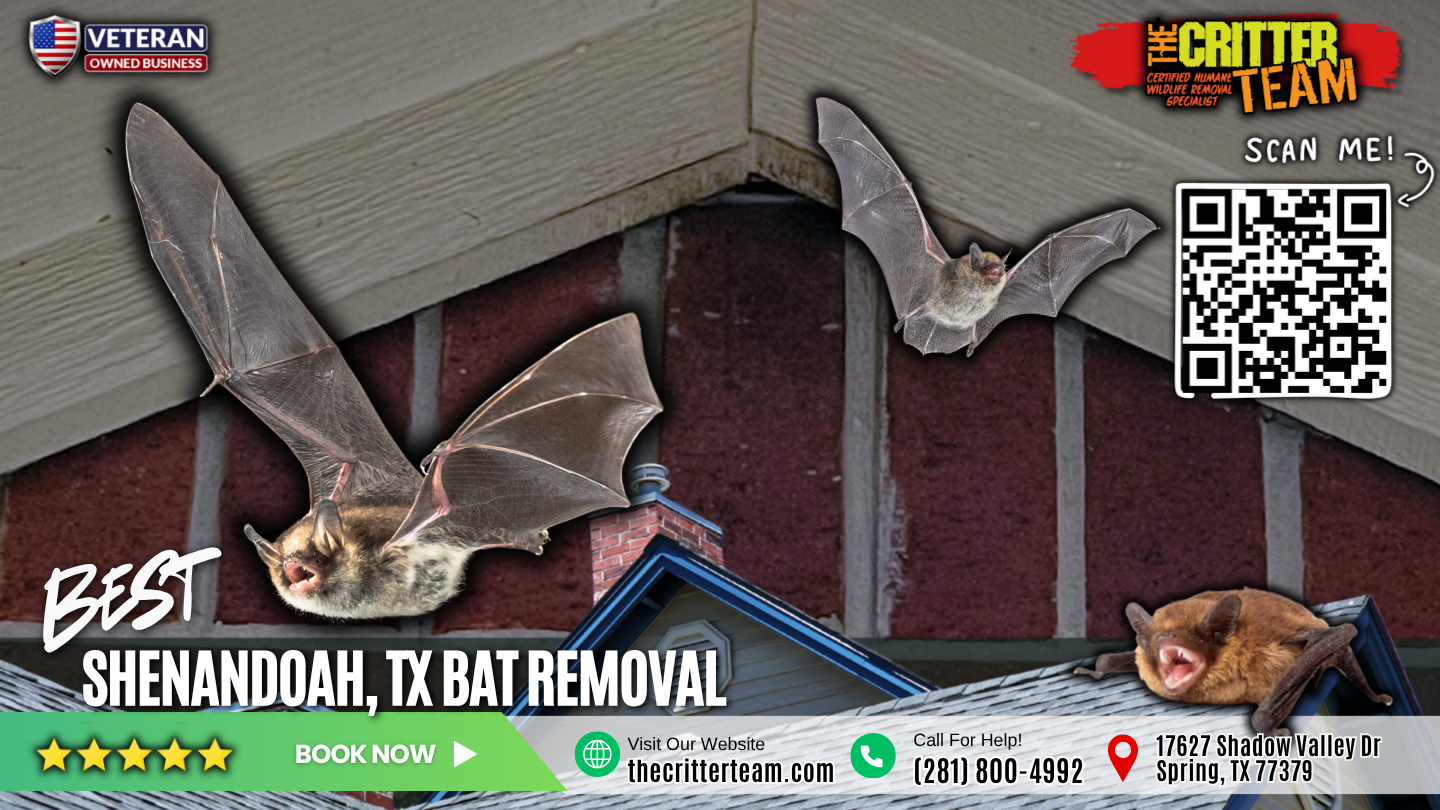 best bat removal in Shenandoah