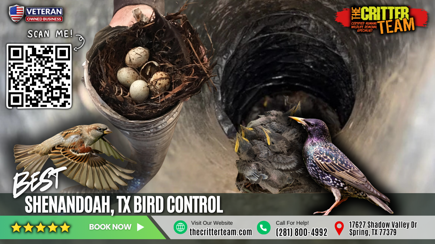 best bird control in Shenandoah