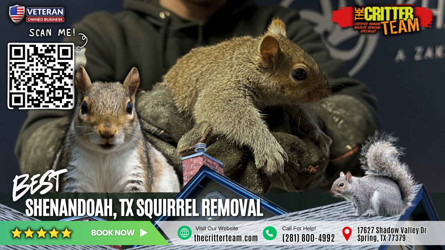 best squirrel removal in Shenandoah