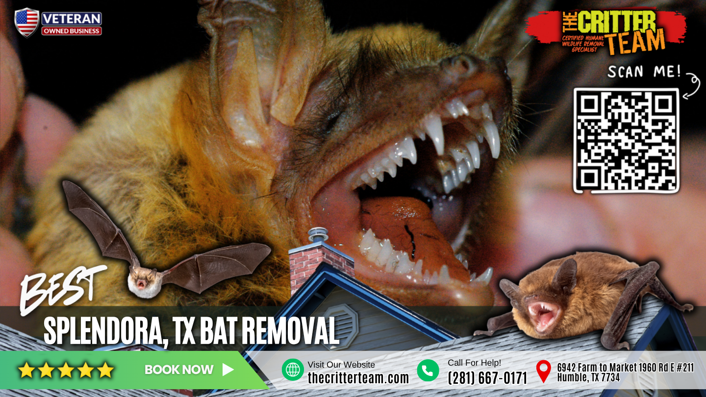 best bat removal in Splendora