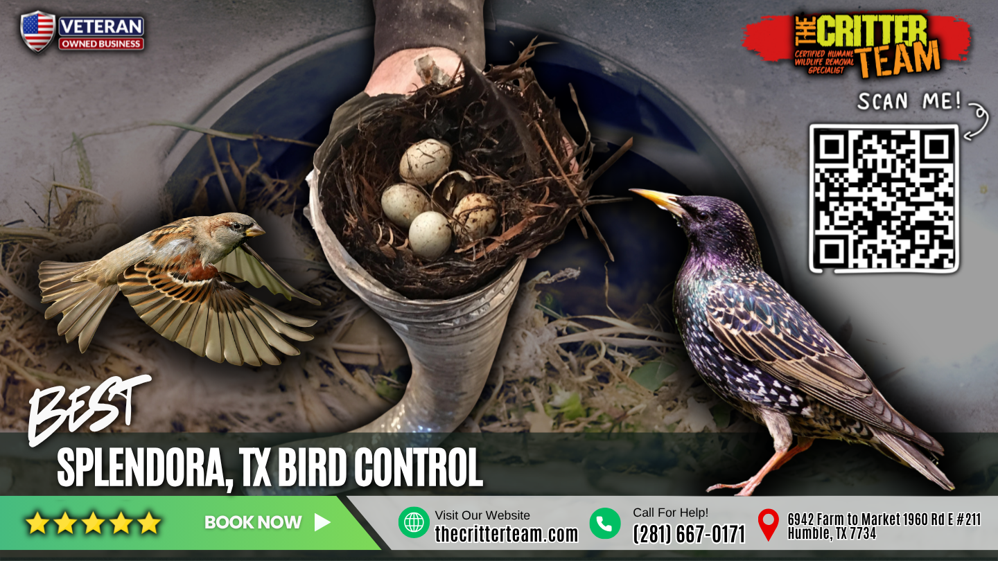 best bird control in Splendora