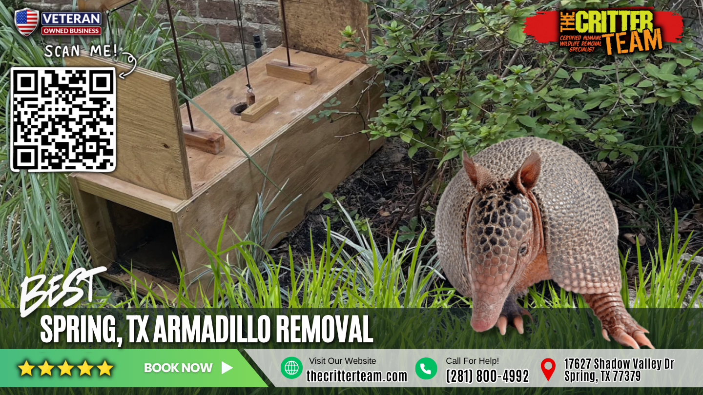 best armadillo removal in Spring