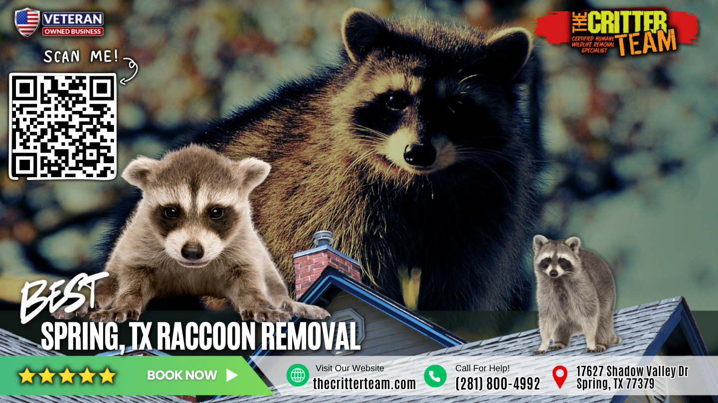 best raccoon removal in Spring