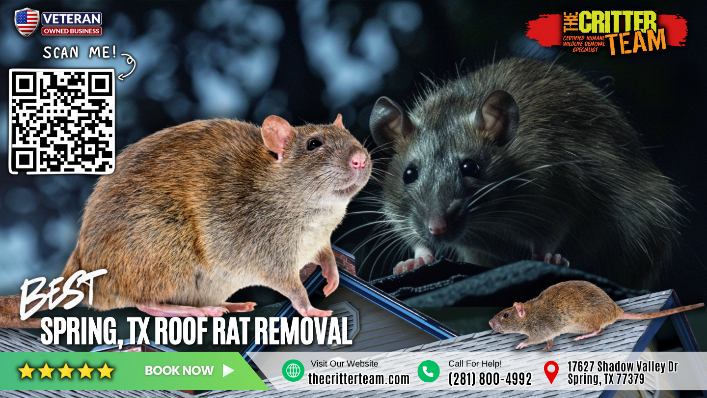 best roof rat removal in Spring