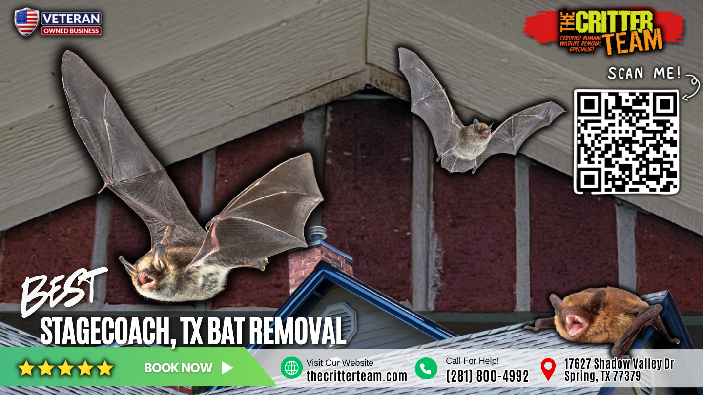 best bat removal in Stagecoach