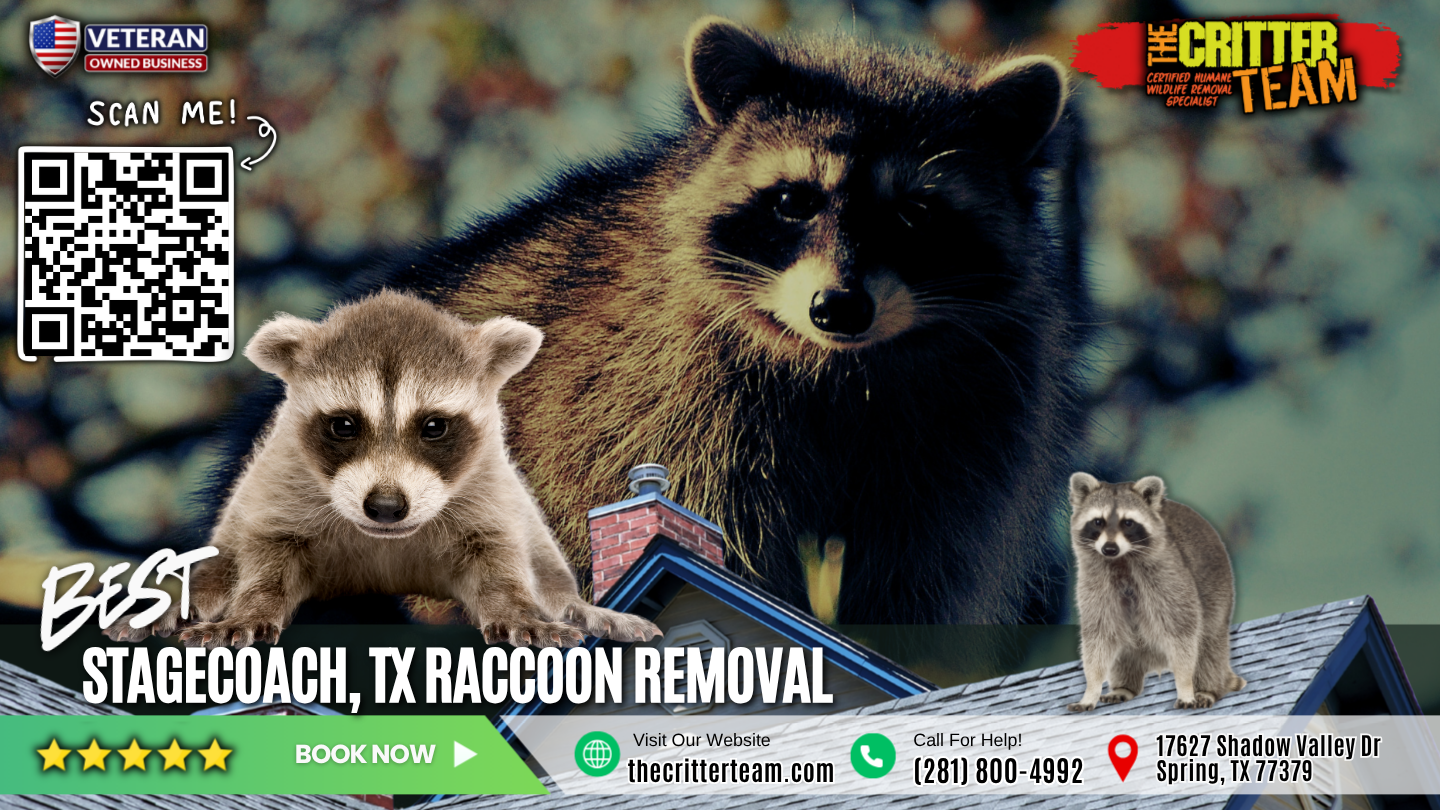 best raccoon removal in Stagecoach