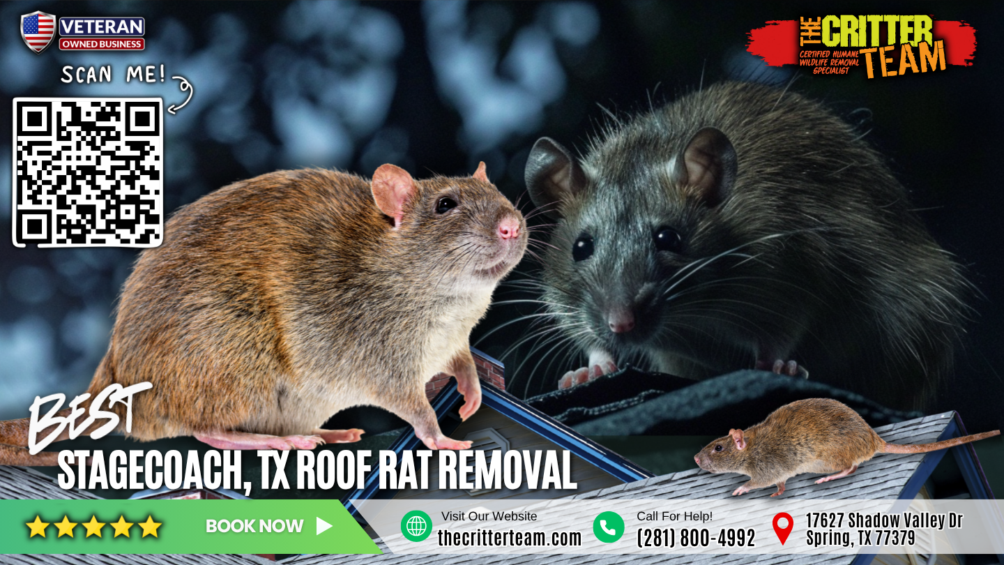 best roof rat removal in Stagecoach