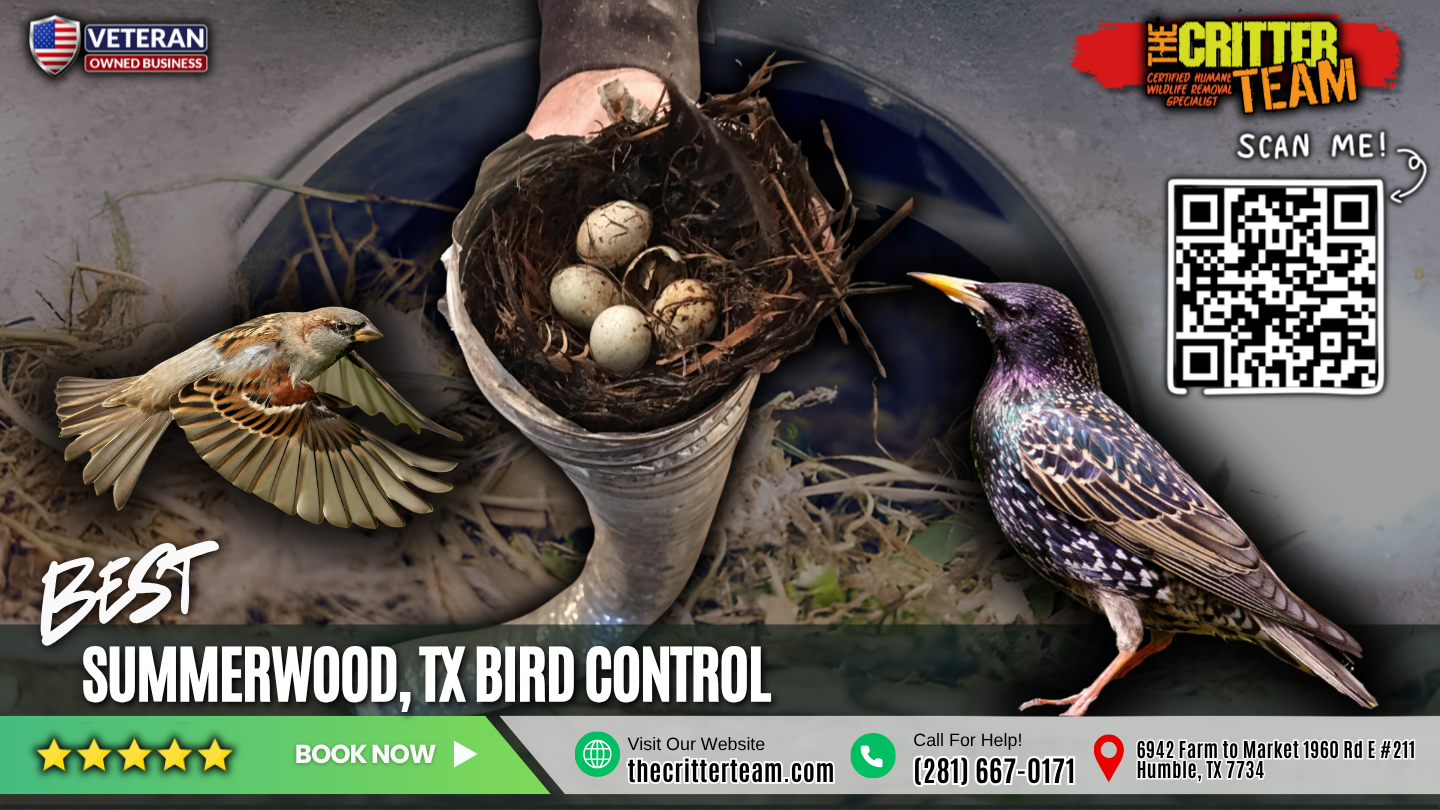 best bird control in Summerwood