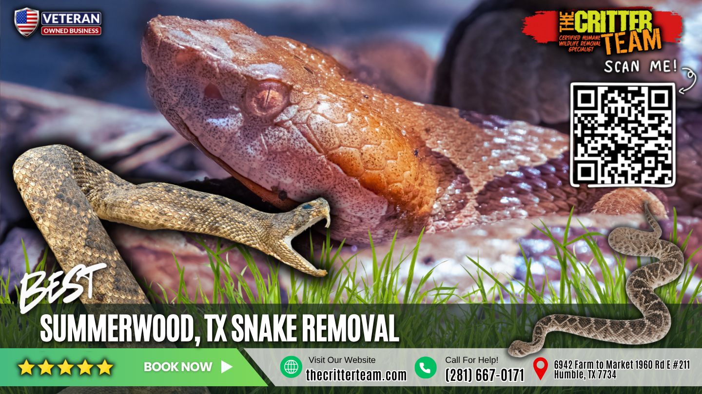 best snake removal in Summerwood