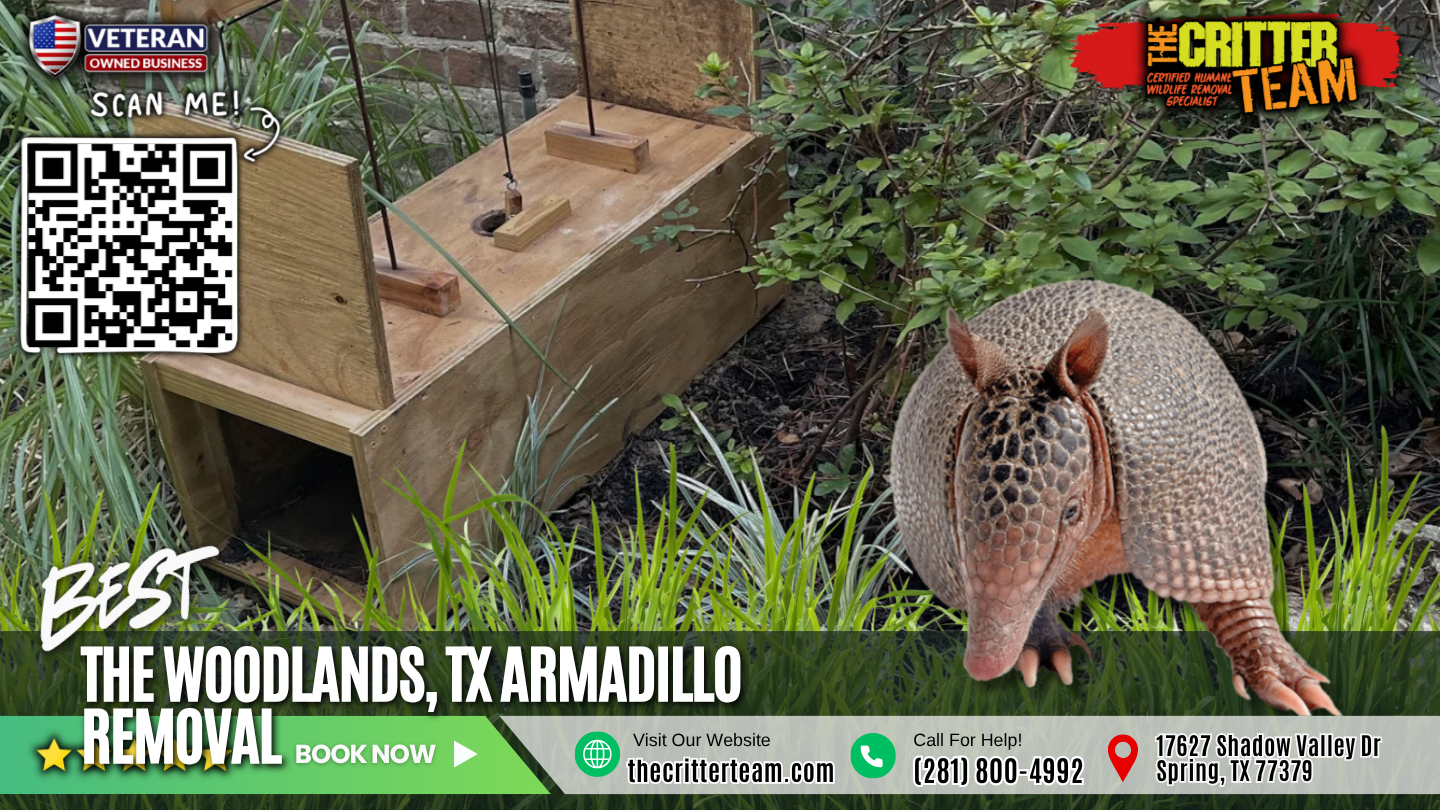 best armadillo removal in The Woodlands