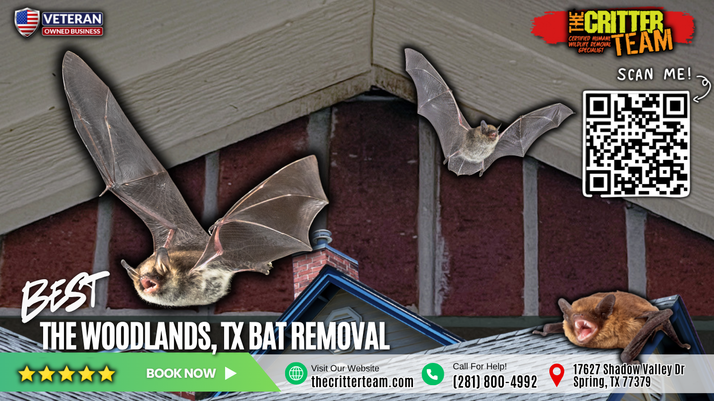 best bat removal in The Woodlands