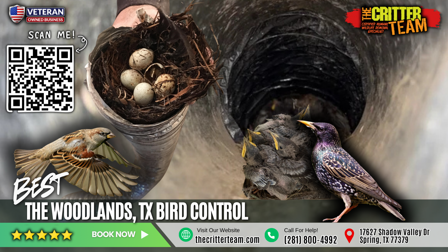 best bird control in The Woodlands